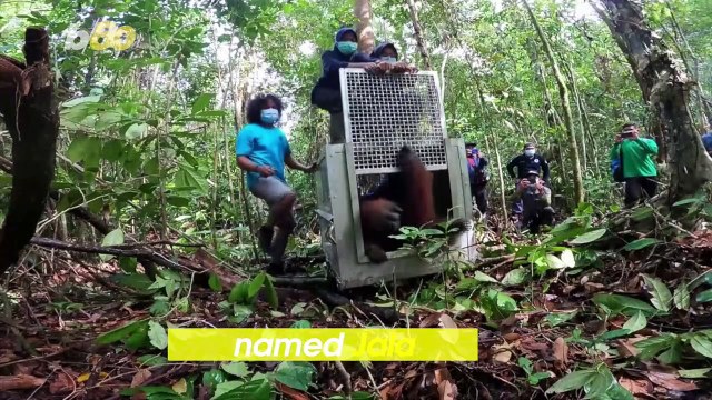 Critically Endangered Orangutan Released After Close Call With Humans