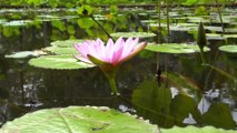 Water Lily | Nymphaeaceae | Aquatic | Plants | Flowers | Garden