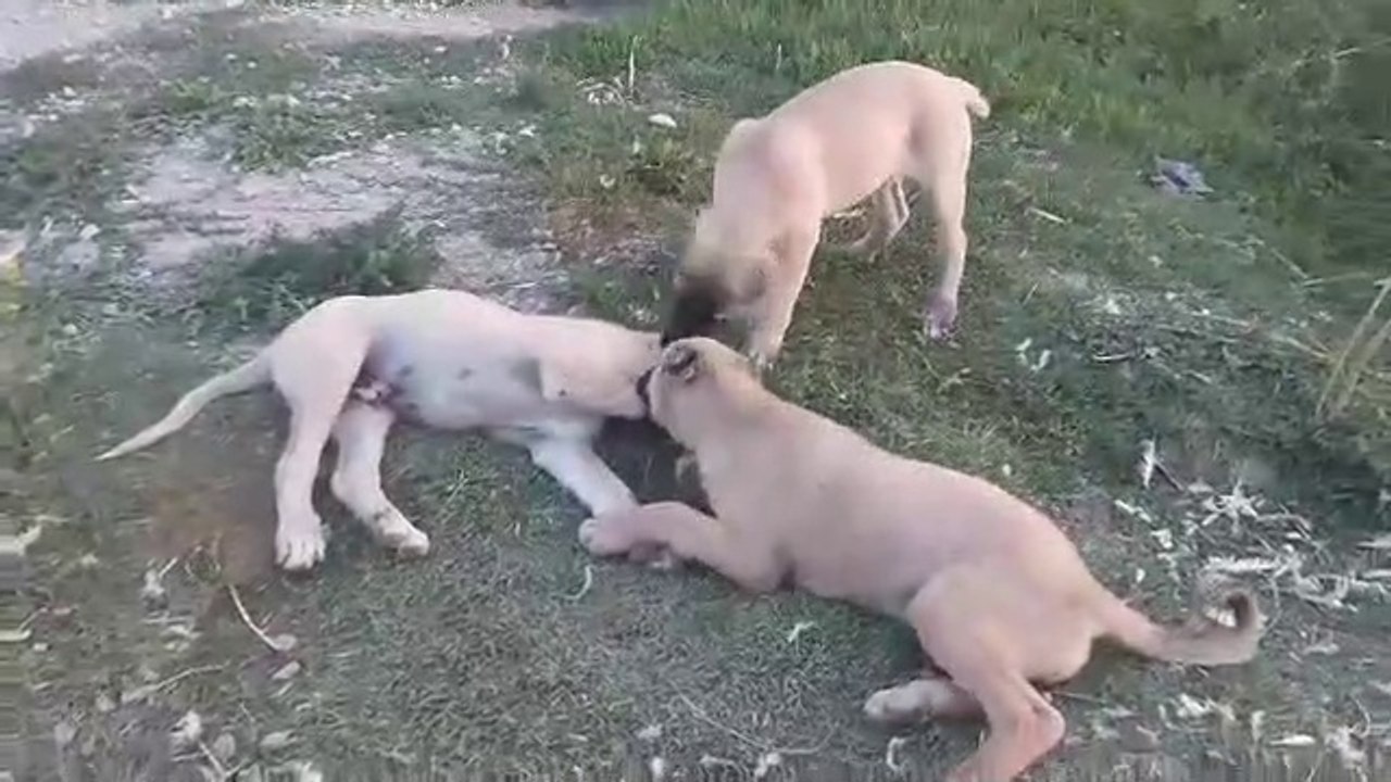COBAN KOPEGi YAVRULARININ AKSAM KEYFiSi - BROTHER SHEPHERD DOG PUPPiES