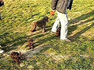 ballade des chiots 5