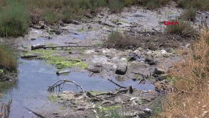 PROF. DR. YAŞAR: EGE MÜSİLAJ DEĞİL, FARKLI PLANKTON TÜRLERİNİN TEHDİDİ ALTINDA
