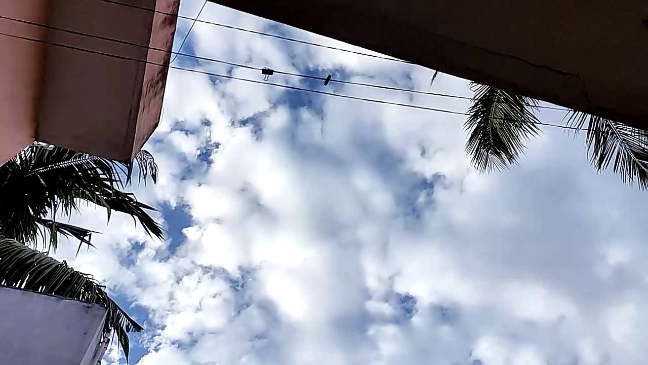 Crows are making noise in the morning video Dailymotion