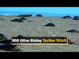 Orissa HC Seeks Report On Death Of 800 Olive Ridley Turtles In Odisha | OTV News