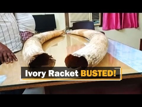 45 Kg Ivory Seized, Two Poachers Arrested In Odisha | OTV News