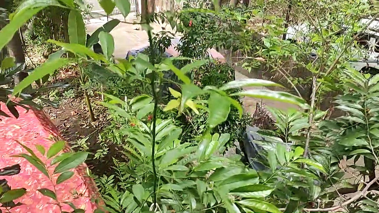 my garden5