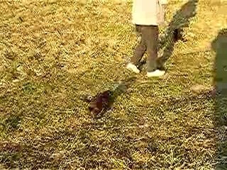 ballade des chiots 6