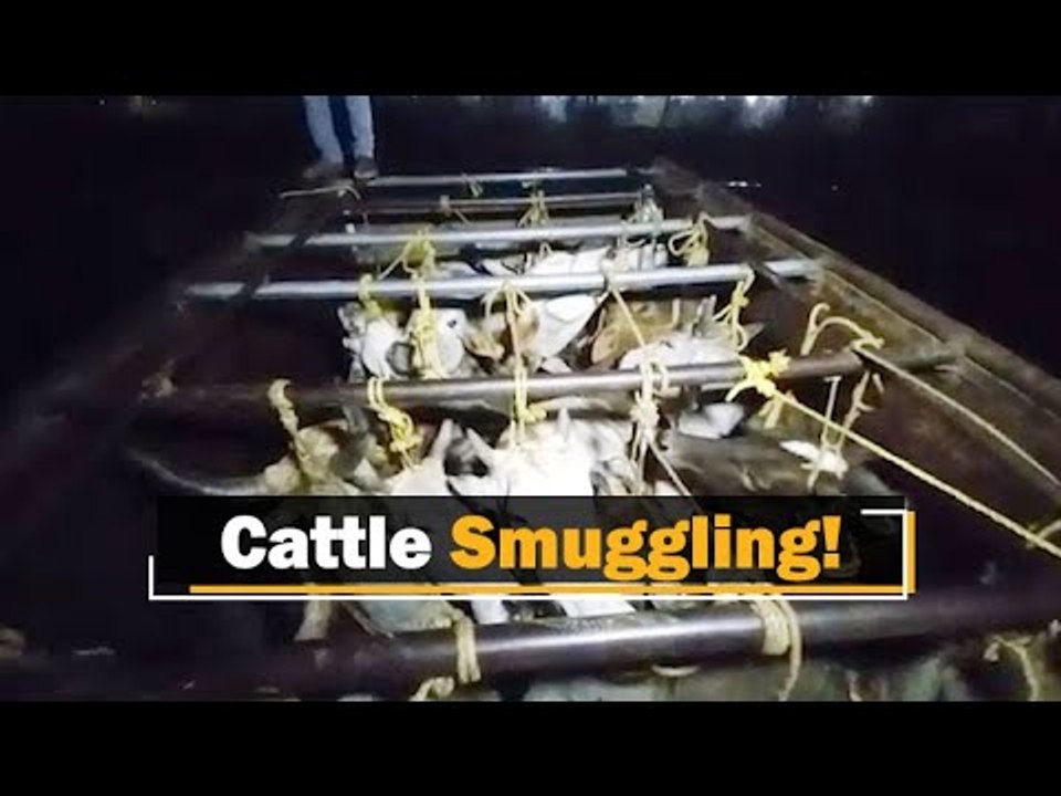 Smuggling Continues- Two Cattle Laden Vehicles Detained In Bhadrak | OTV News