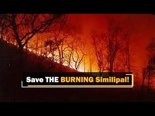 Download Video: Similipal Wildfire: Prakash Javadekar Orders Action As Situation Worsens | OTV News