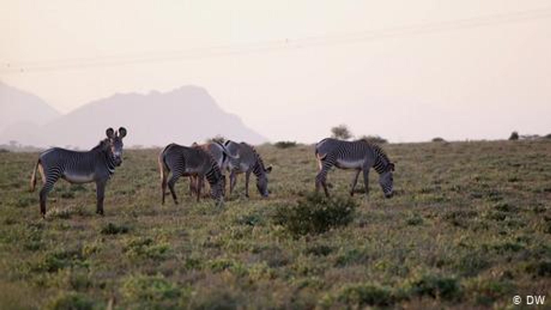 ⁣Female scouts helping Kenya's endangered Grevy's zebra