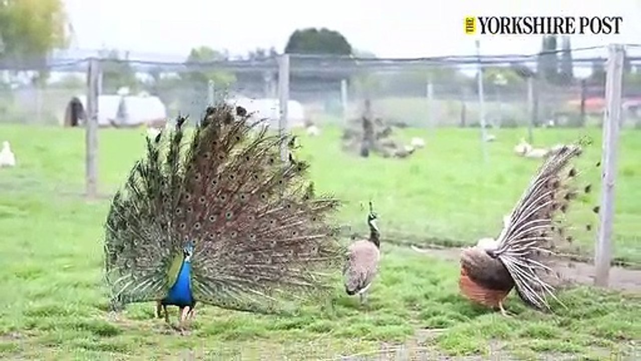 Peacock Breeder