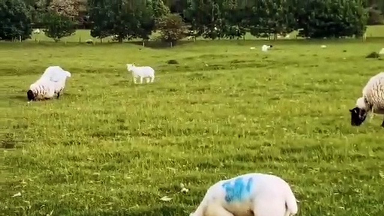 MK Citizen appeals for help for lambs and sheep left in agony in Milton Keynes field part 2