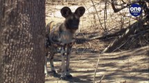 African Wild Dogs | ಕಾಡು ನಾಯಿಗಳ ಸಂರಕ್ಷಣೆ ಈಗ ಬಹಳ ಮುಖ್ಯ | Going Wild EP 17