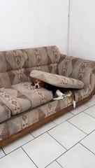 Cute Dog Climbs Out of Couch