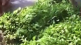 Boy Falls into Gorilla Enclosure at Cincinnati Zoo (Original HD) || Viralyvk
