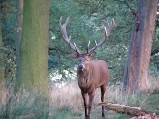 Il croise le roi de la forêt... Moment incroyable