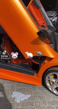 Les souris aussi adorent les Lamborghini Gallardo