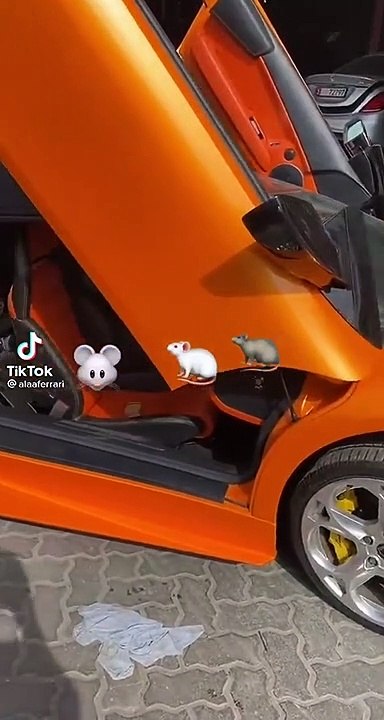 Les souris aussi adorent les Lamborghini Gallardo