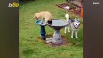 Bath Time with Puppies Can Be Difficult When It Takes Place in a Very Weird Spot