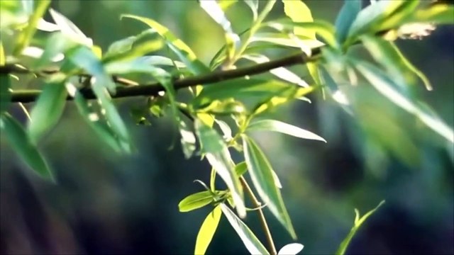 8D Nature Sounds Relaxing Nature ASMR USE HEADPHONES 1080 beautiful and relaxing