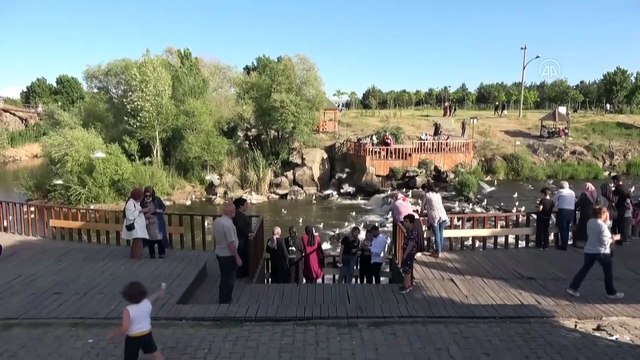 VAN - İnci kefali göçü devam ediyor