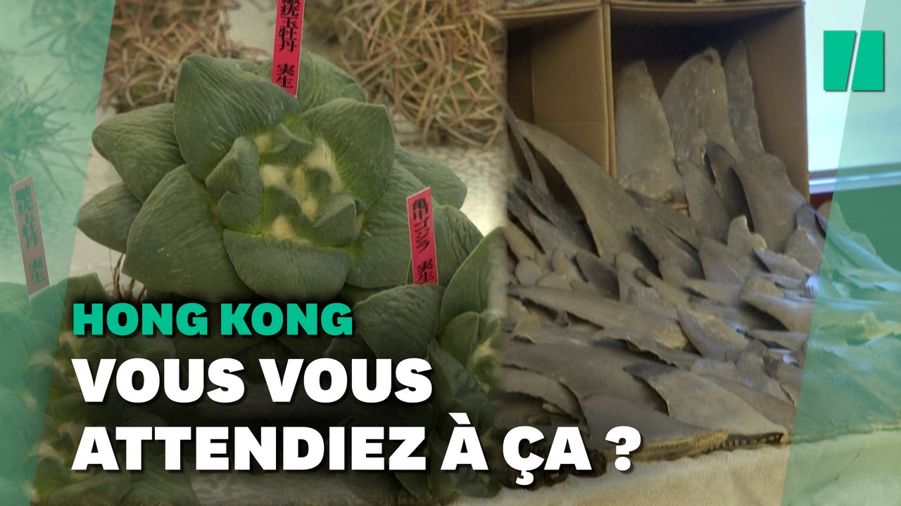 Cette cargaison de contrebande saisie à Hong Kong a réservé quelques surprises aux douaniers