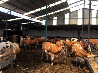 Konya'da kurbanlık hayvan canlı kilo fiyatları belli oldu