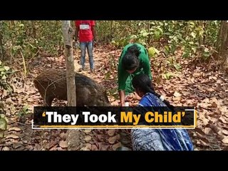 Lost Love Returns: Wild Boar Reunites With Forlorn Woman In Odisha | OTV News
