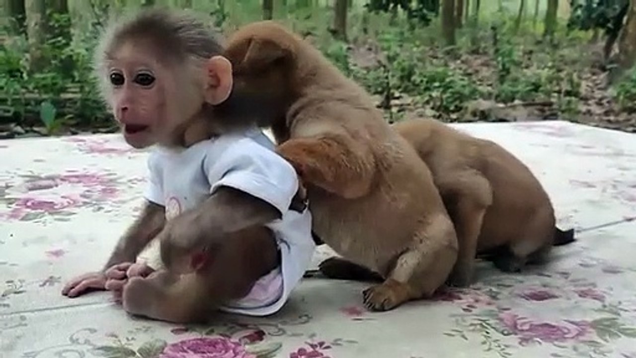 UNBLEVEABLE || FUNY MONKEK || PLAYAD KIDDOG ||RITE PANEL