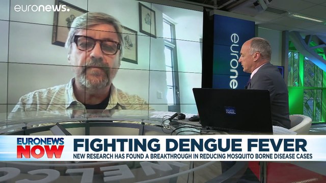 Inserting mosquitoes with bacteria reduces diseases such as dengue by 77%, study finds