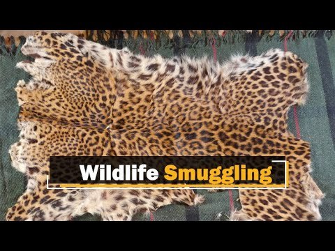 2 Persons Arrested With Leopard Skin In Odisha's Deogarh | OTV News