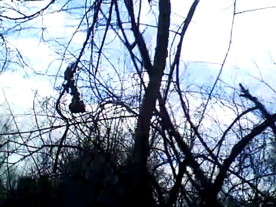 wild mountain thyme vocals