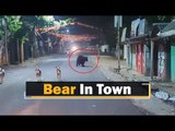 Wild Bear Spotted In Nilagiri Area In Balasore District Of Odisha | OTV News