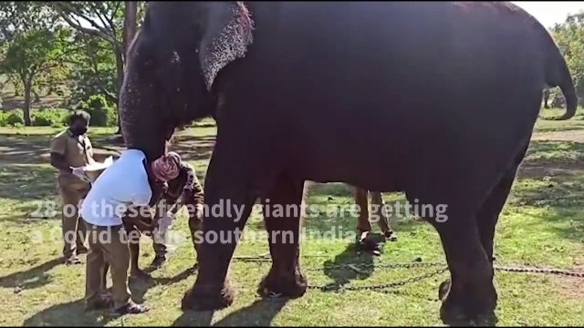 Elephants in Indian wildlife sanctuary given Covid tests
