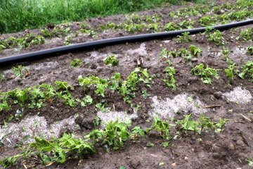 Afyon'da dolu tarım arazilerine zarar verdi