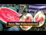 Large Swathes Of Watermelon Cultivation In Odisha Under Attack | OTV News