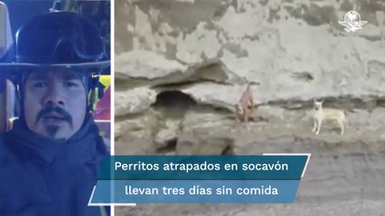 Download Video: Socavón de Puebla. Piden a gobenador rescatar a perritos atrapados; “llevan tres días sin alimento”