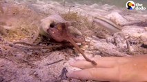 Wild Octopus Is Always Excited To See His Human Best Friend _ The Dodo Wild Hearts