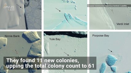 There May Be More of These Animals in Antarctica Than We Thought