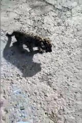 सड़क पर मिला पैंथर,दहाड़ सुनकर भागे ग्रामीण