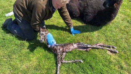 Wiping Down a New Alpaca Baby