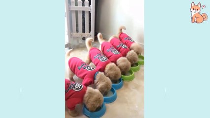 _heart_eyes_ Cute Funny and Smart Dogs Compilation - Cute VN ( 1080 X 1920 )