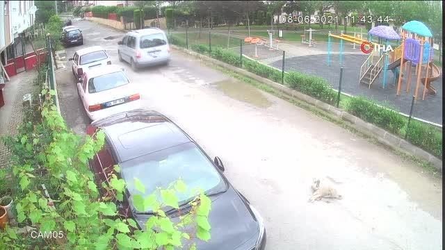 Harçlıklarıyla besledikleri köpeğe elleriyle mezar yaptılar