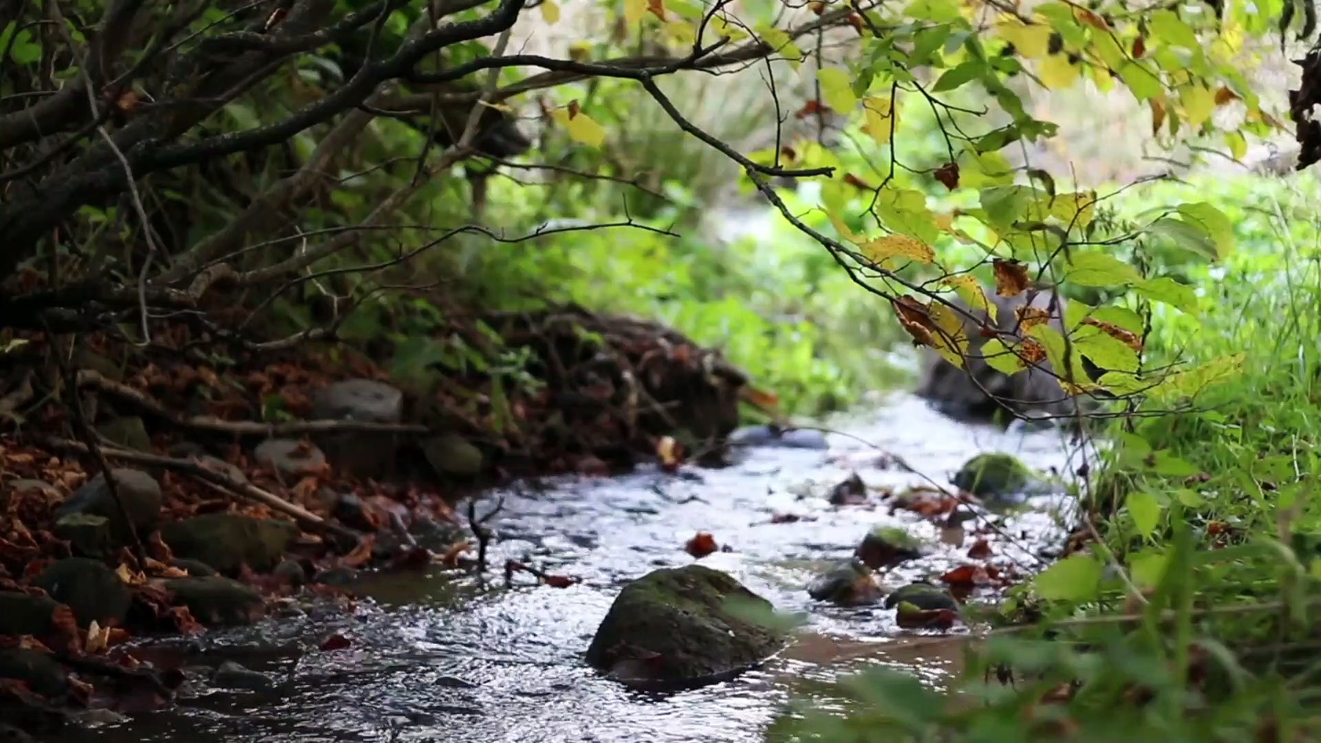 Ручей Савка(Савкатамак). Река Чура. Звук журчанья речки слушать. Calming nature.