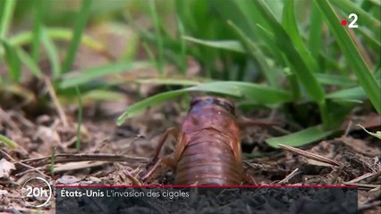 États-Unis : les cigales envahissent le pays