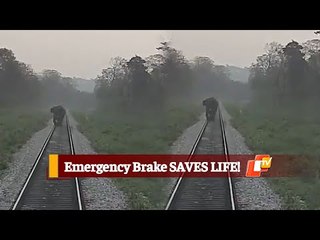WATCH: Tusker On Railway Tracks SAVED, Thanks To Emergency Brakes Of Train | OTV News