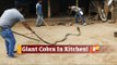 Giant King Cobra Rescued In Odisha’s Nilagiri | OTV News
