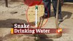 Video Of Snake Drinking Water In Odisha Goes Viral | OTV News