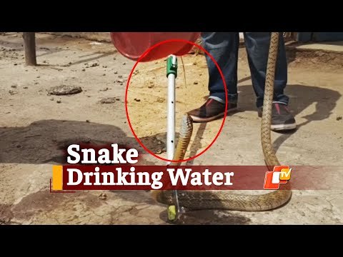 Video Of Snake Drinking Water In Odisha Goes Viral | OTV News