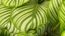 Low-Maintenance Calatheas Make the Best Houseplants