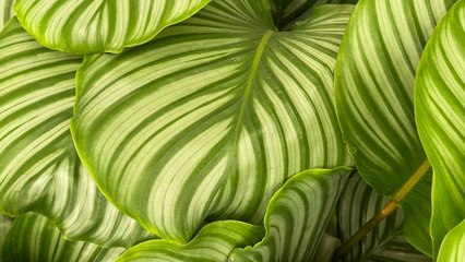 Low-Maintenance Calatheas Make the Best Houseplants
